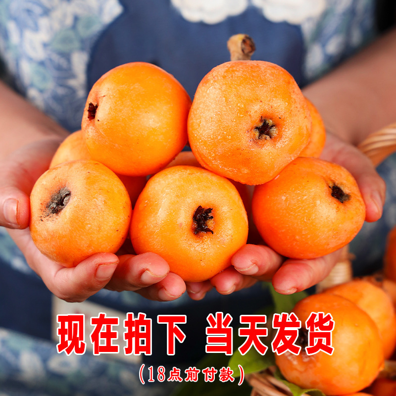 Fresh Large Fruit of Loquat from Miyi, Panzhihua, Sichuan
