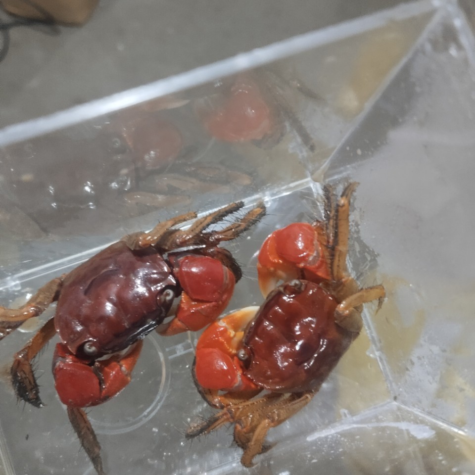 Живые раки для аквариумов, декоративные раки, местные пресноводные раки для торговых точек и оптовой продажи