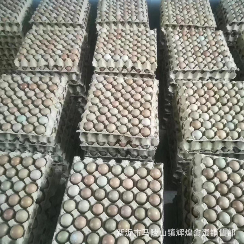 Большие оптовые свежие дикие яйца, разноцветные дикие яйца, разноцветные горные яйца, большой объем, отличная цена, свежая гарантия