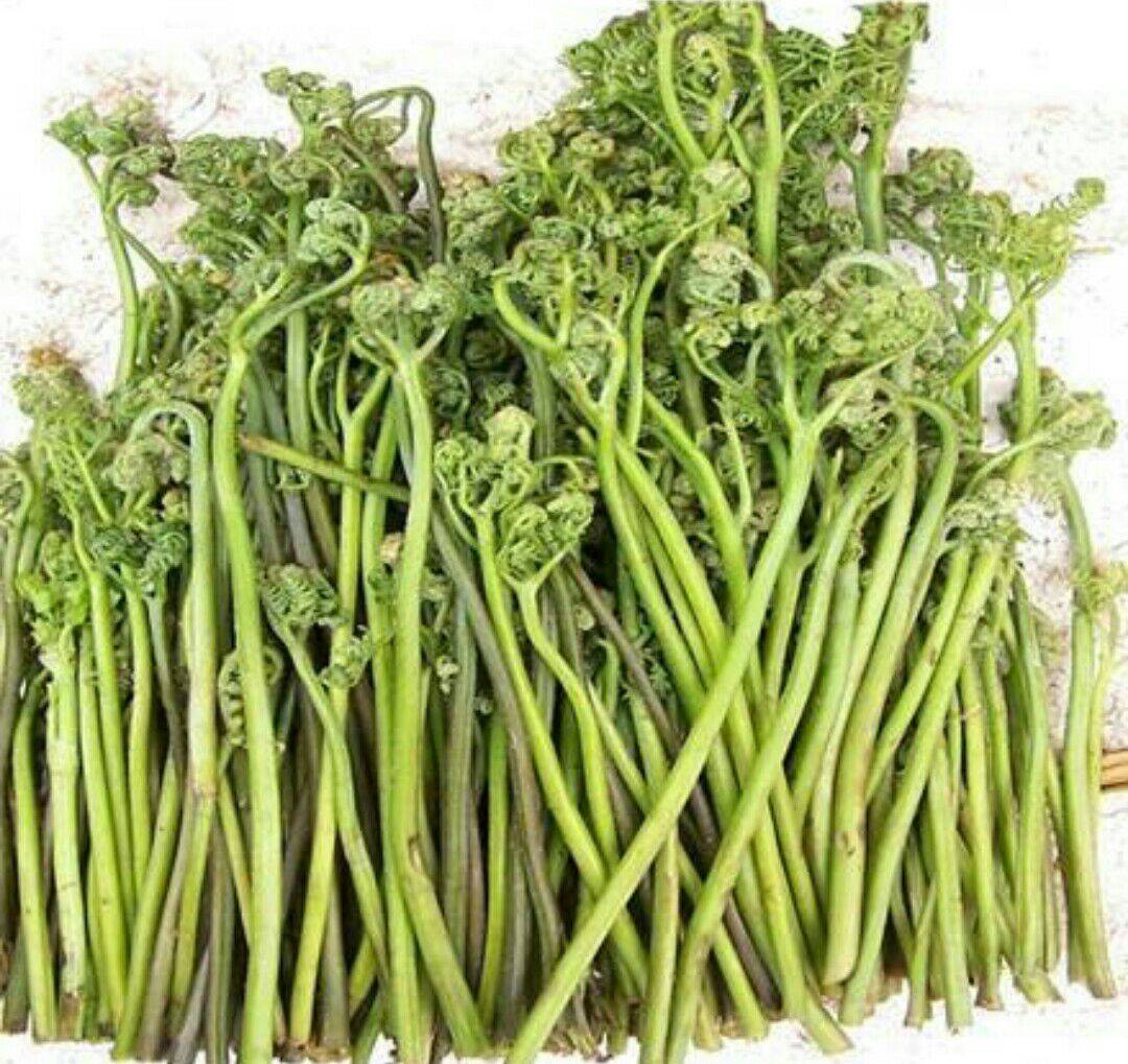 [Gutian] Wholesale of Boiled Bracken, Healthy and Delicious Fist Vegetables, Bracken Vegetables, Cold Vegetable Ingredients
