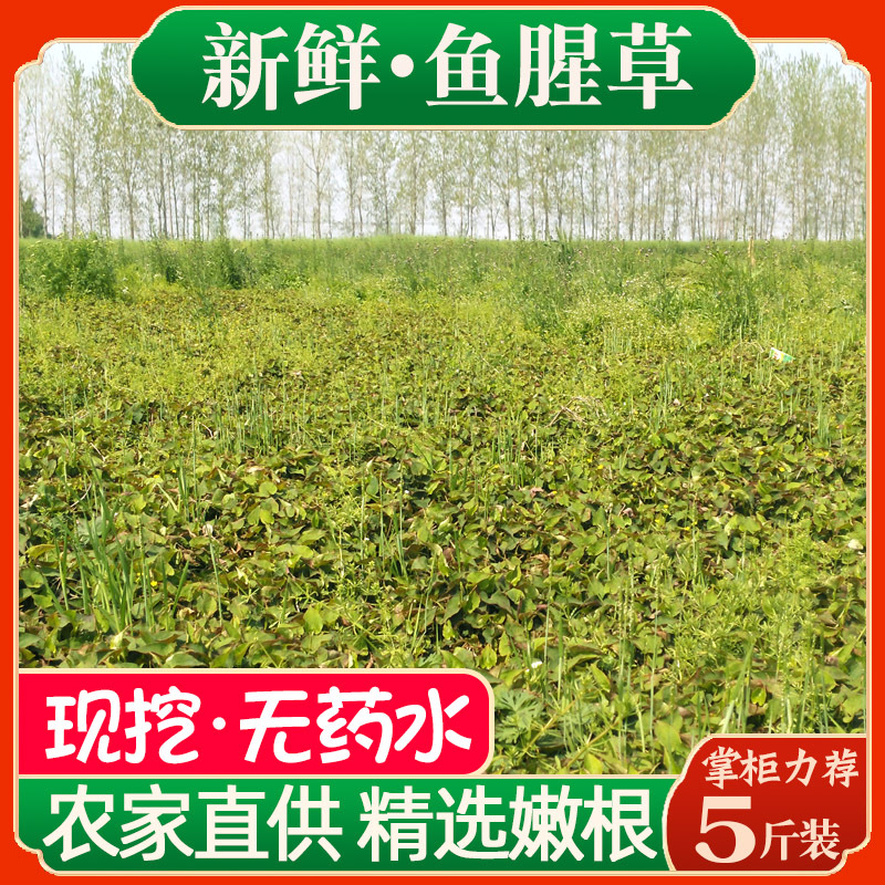 Freshly Dug from the Farm, Houttuynia Cordata with Mud, Fresh and Tender Roots, Folded Ear Roots, No Washing, Selected from Hubei, Sichuan and Guizhou, Produced in Cold Dishes