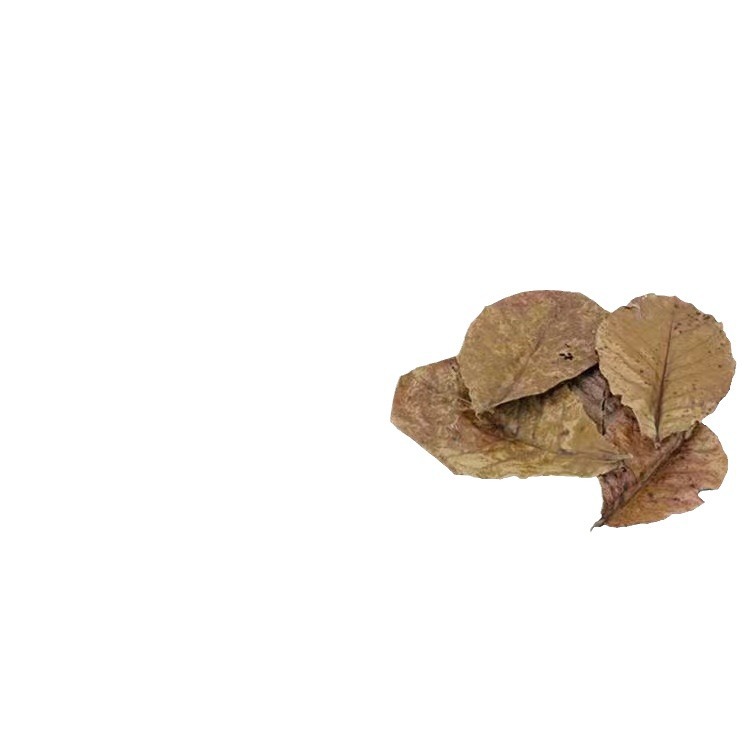 Douyu's Special Natural Terminalia Leaf Reduces Water Quality Ph Value, Reduces Acidity, Prevents Burning, Tail Clip Tail Adjustment and Improves Water Quality
