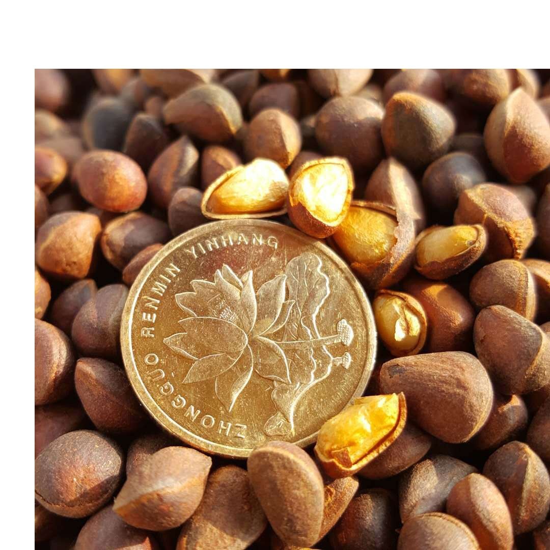 Daxinganling wild horsetail pine nuts new products are on the market very small dry natural drying rat food pine nuts