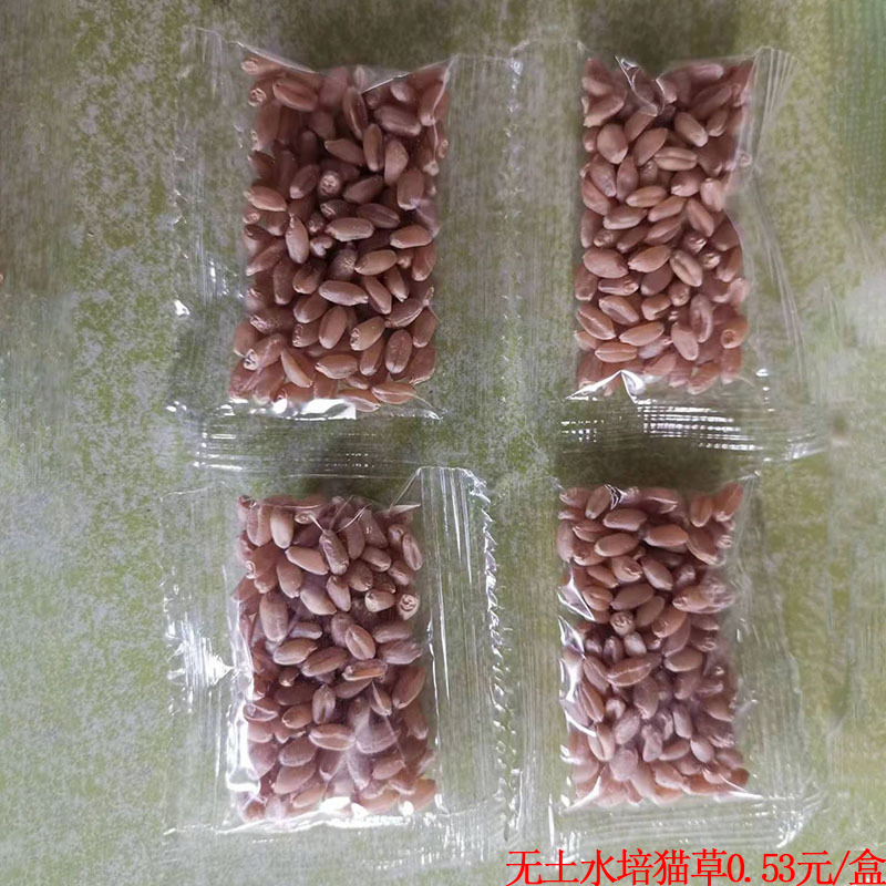 Оптовый набор для посадки кошачьей травы из пшеницы Содержит пшеницу Оптовая продажа кошачьей травы для шершащихся комков
