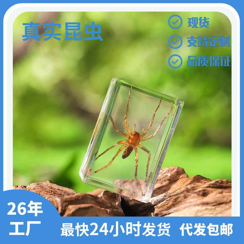 Zhenfang Производитель Самостоятельно Оперативные Реальные Насекомые Экспонаты Биологические Научные Учебные Секретные Документы Кросс-Бордер Дропшиппинг