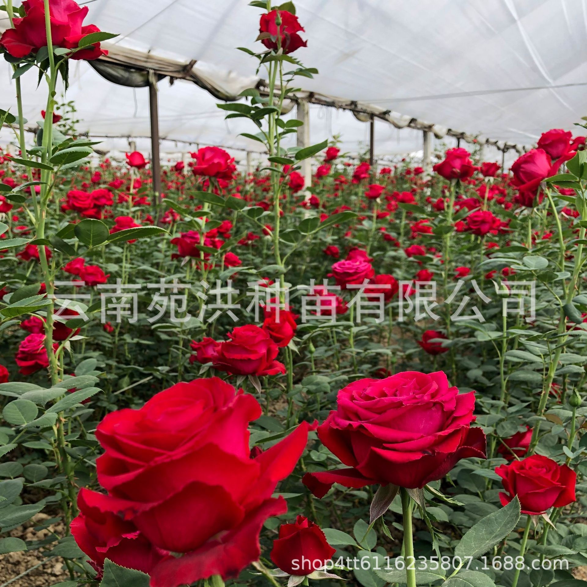 Large-Flowered Roses Are Now Dug at the Yunnan Base. Old Piles of Three-Year-Old Seedlings Are Available for One Piece. Multiple Products Are Mixed and Matched with Four-Season Flowering Roses