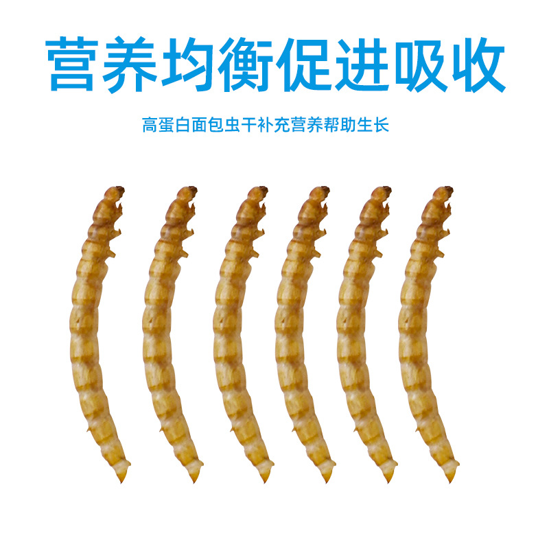 Small hamster food snacks bread worm dried high protein Golden Bear sugar glider hedgehog pet nutrition feed food