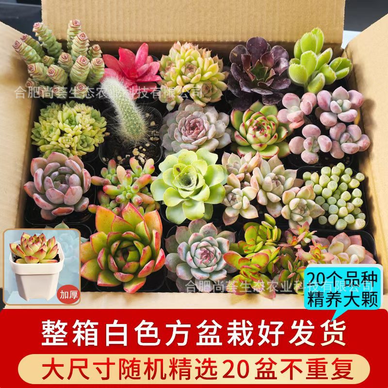 Succulent Plants Wholesale with Pots Green Plants Succulent Small Potted Plants Kindergarten Small Gifts Prizes Promotional Event Gifts