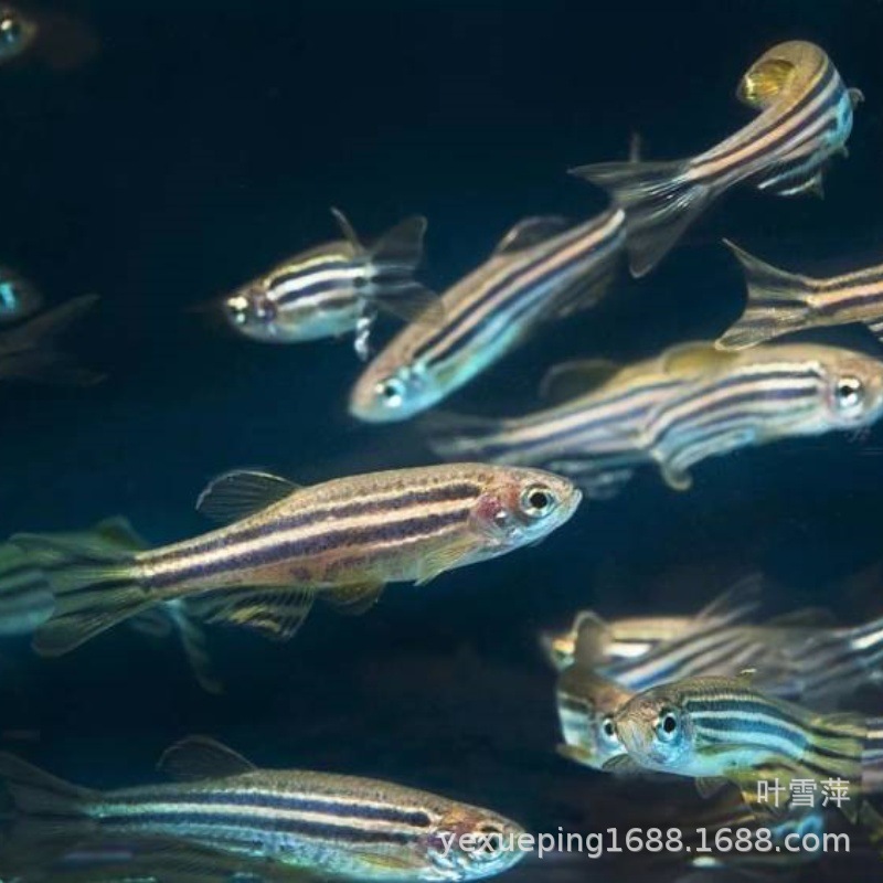 Blue Zebra Fish Experimental Live Freshwater Transportation Package-Damaged Ornamental Fish Fishery Bulk Wholesale Tropical Fish Blue Zebra