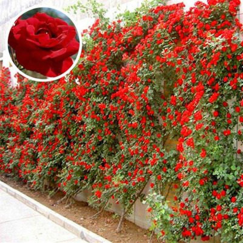 Wholesale Climbing Plants Five-Leaf Three-Leaf Ground Vine Large Seedlings Courtyard Climbing Red Leaf Climbing Wall Tiger Flower Climbing Vine Saplings