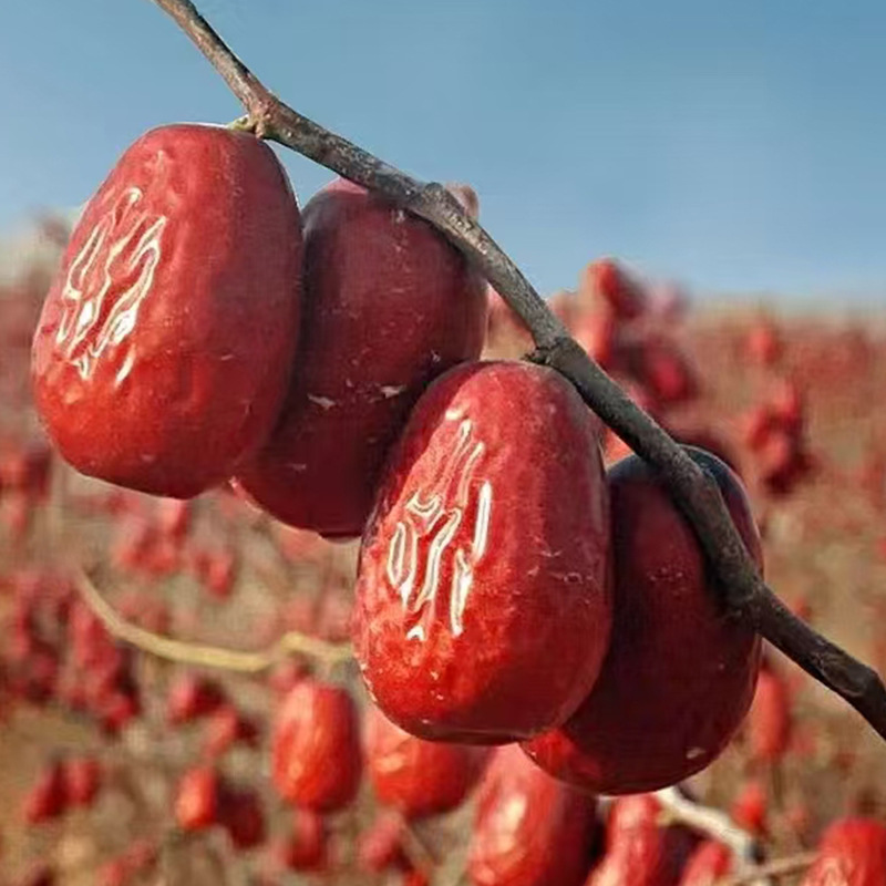 Xinjiang Specialty Red Dates, Hotan Jujubes, and Large Jujubes Dried Fruit Wholesale, Direct from the Place of Origin, Whole Box Gift Box, Large Size