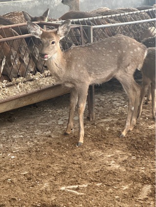 Live Sika Deer Seedlings, Family-Friendly Sika Deer Ornamental Sika Deer Seedlings, Prices for Adult Sika Deer Supply