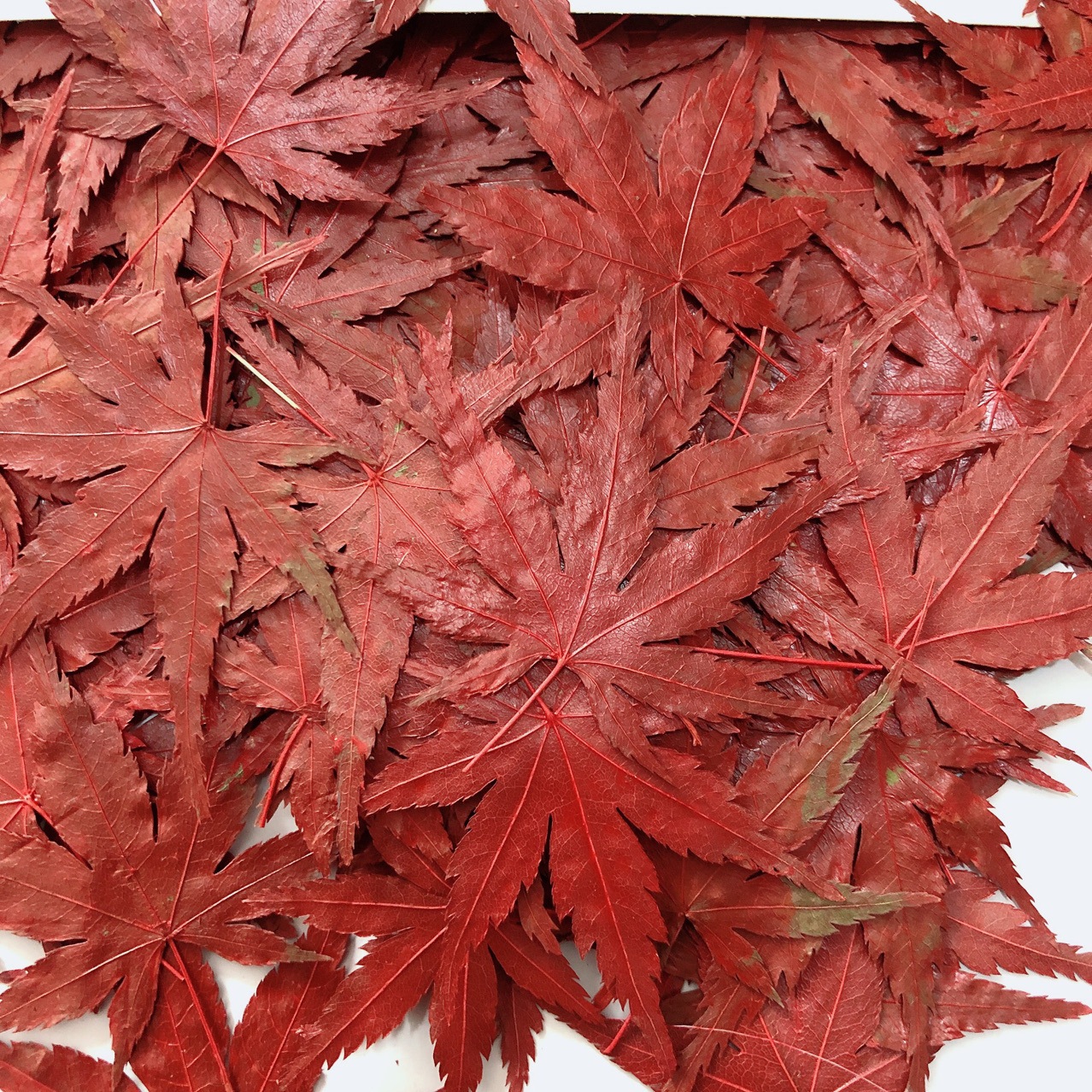 Red Maple Leaf Dried Flower Embossed Plant Specimen Teaching Gel Dropping Mobile Phone Case Children's Handmade Bookmark Photo Frame Flower Decal