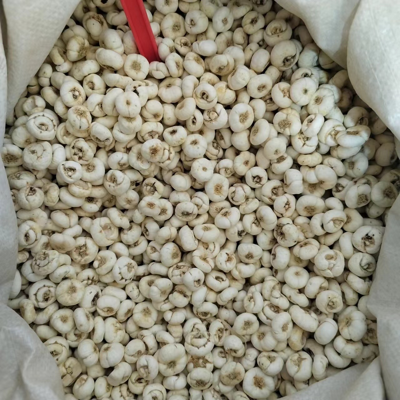 【Free Shipping】Fritillaria Chinese Medicinal Herb Anghuo Retail Flat Fritillaria Small Flat Fritillaria Large Quantity Medicinal and Edible, Sulfur-Free