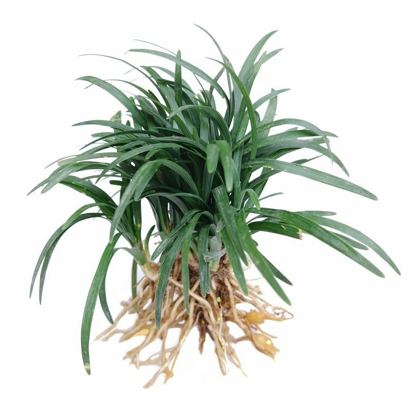 Villa Courtyard Greening Lawn Plants Japanese Low-Growing Ophiopogon Japonicus Cold-Resistant with Soil Fine-Leaf Ophiopogon Japonicus Seedlings Yu Longcao