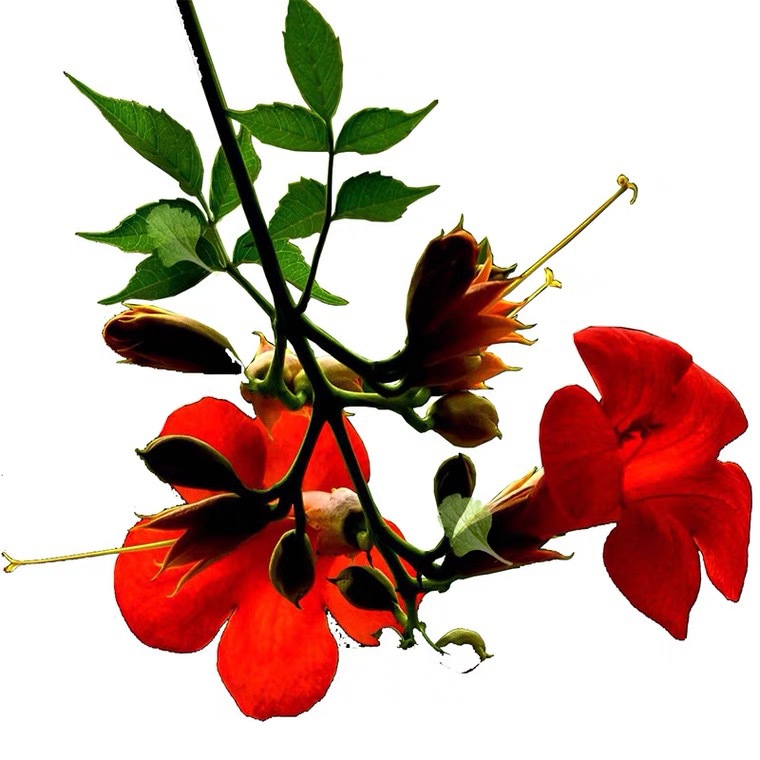 Lingxiao Flower Seedlings, Large Flower Climbing Vines, Russian and American Lingxiao Saplings, Balcony Courtyard House Greening Firecracker Flowers