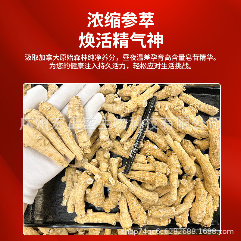 Canadian American Ginseng with Short Branches, Bulk Packaging, Complete Specifications, American Ginseng 15g, 20g, 25g for Soup