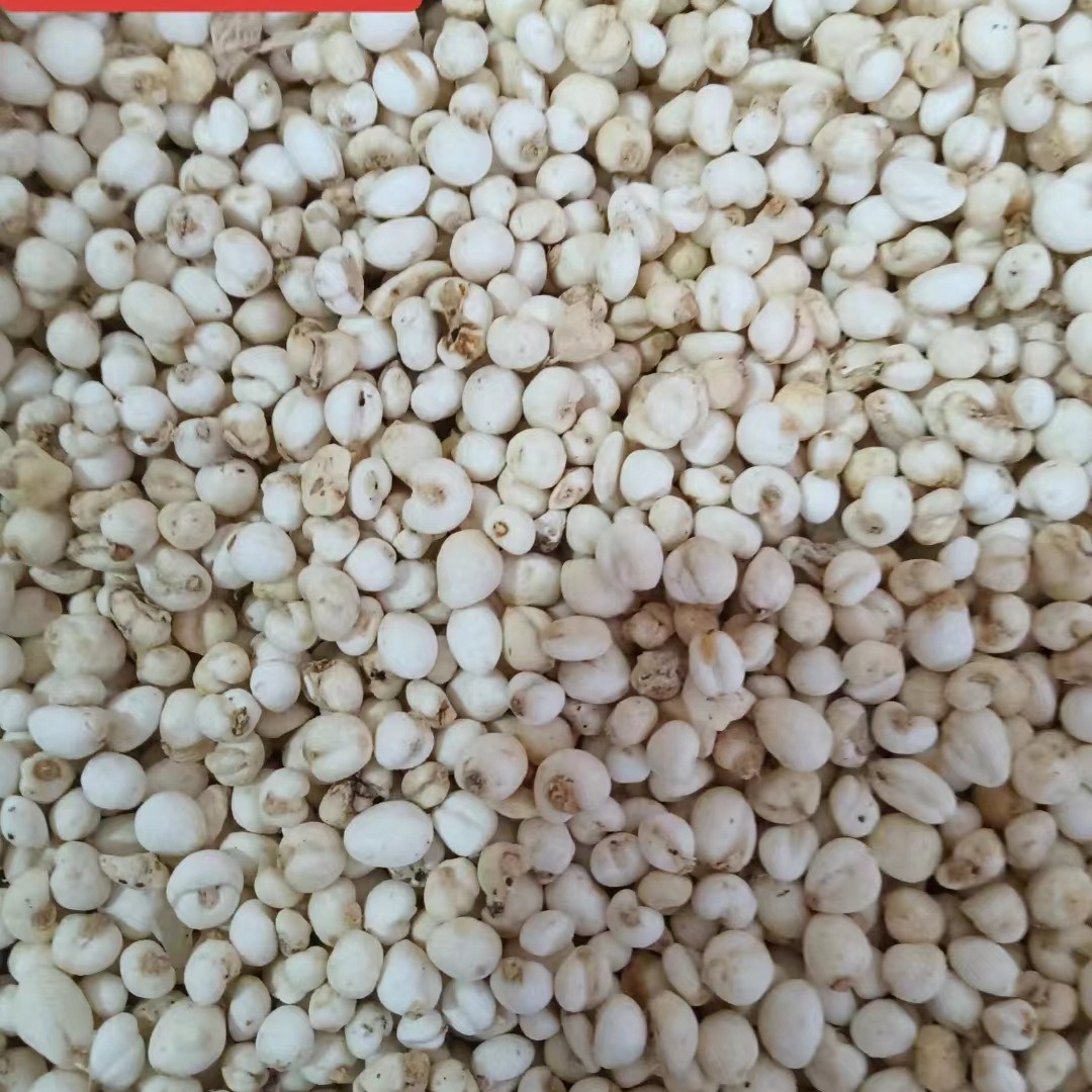 【Free Shipping】Fritillaria Chinese Medicinal Herb Anghuo Retail Flat Fritillaria Small Flat Fritillaria Large Quantity Medicinal and Edible, Sulfur-Free