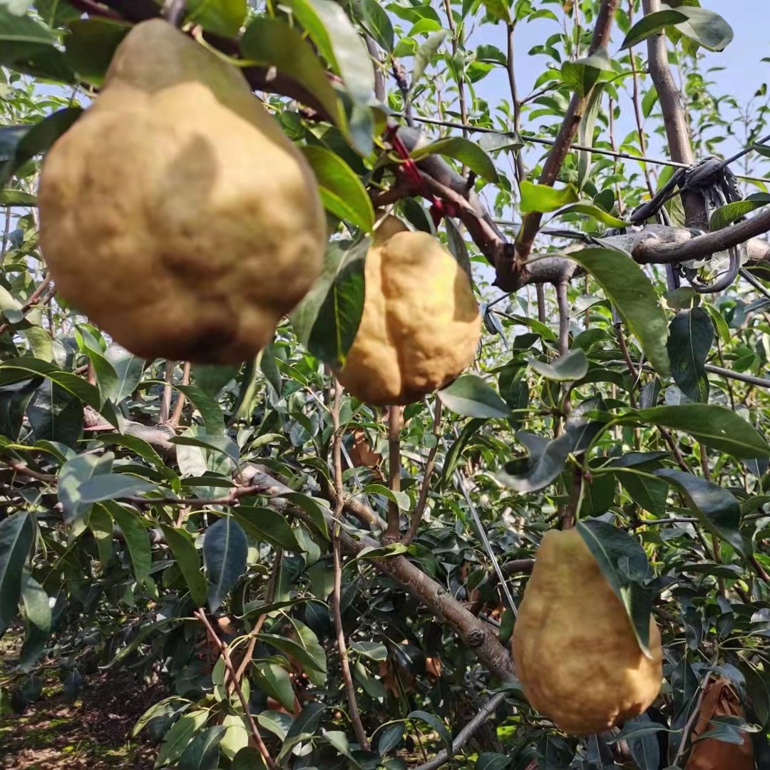 Ugly Pear, Soft and Sweet, Yantai Tai Po Ugly Pear, Honey Pear, Fresh Fruit to Eat, 2.5kg Free Shipping, One-Piece Dropshipping, Super Sweet