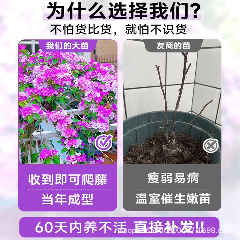 Garlic-Flavored Wisteria Seedlings, Climbing Plants with Purple Flowers for Balcony, Courtyard, Outdoor Flower Pots, Spring and Autumn Flowering Plants, Purple Bell Wisteria