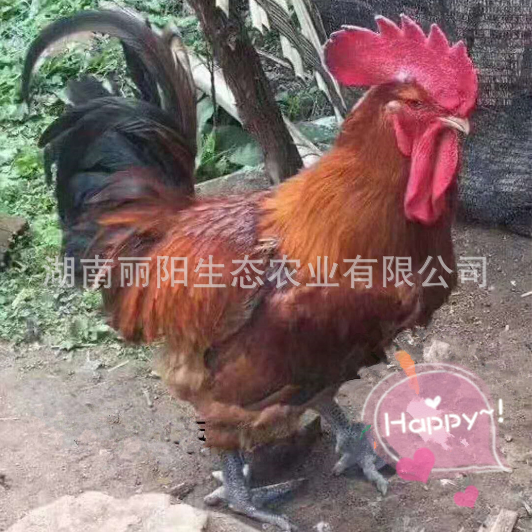 Подходящие для свободного выпаса крупные цыплята бройлеров с зелеными лапами, медленно растущие цыплята, инкубация и разведение местных кур, разведение цыплят черной лохматой породы