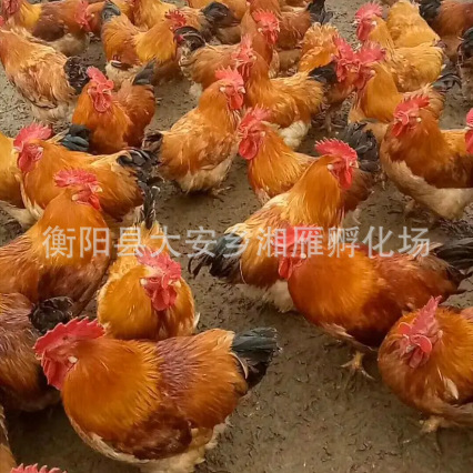 Мужские и женские бройлеры с желтыми перьями, 4,5 кг, желтые цыплята с желтыми ногами