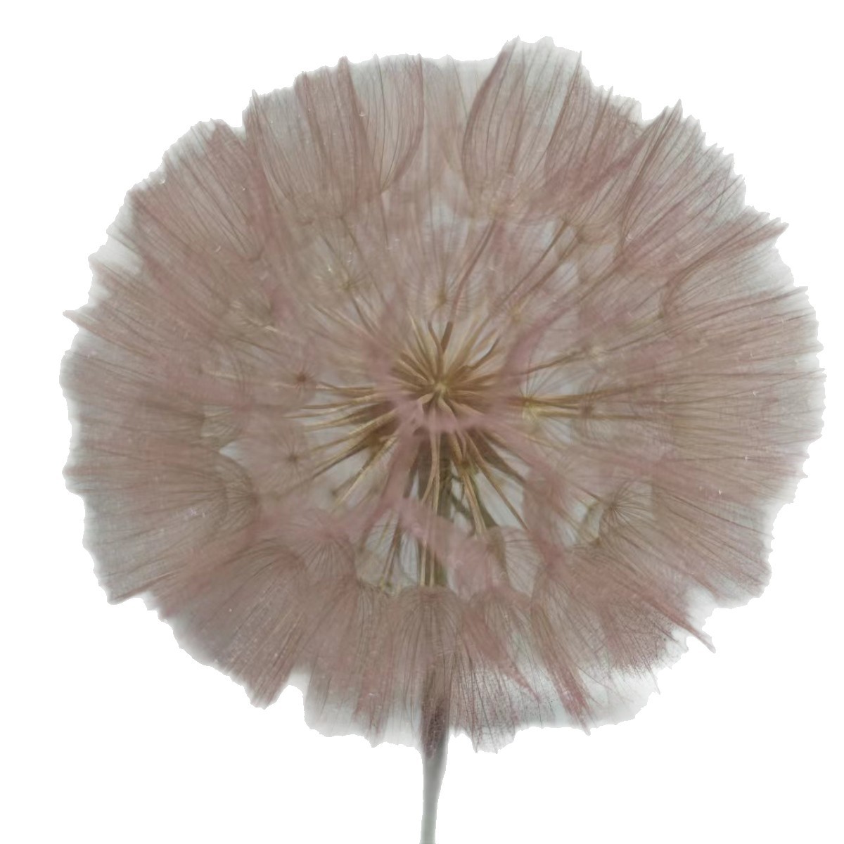 Manufacturer Wholesale Dandelion Dried Flower Seeds, Dandelion Fluff, Forest-Style Filling Necklace, Resin Material DIY Accessories