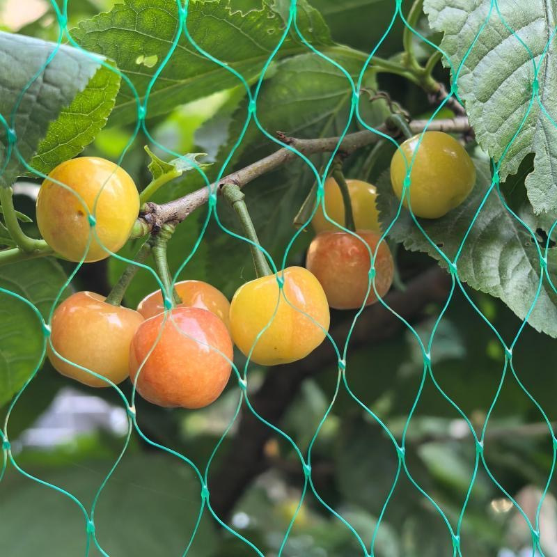 Bird-Proof Net Export Quality Cross-Border Supply Courtyard Grape Cherry Fruit Tree Green Black Polyethylene Factory Direct Sale