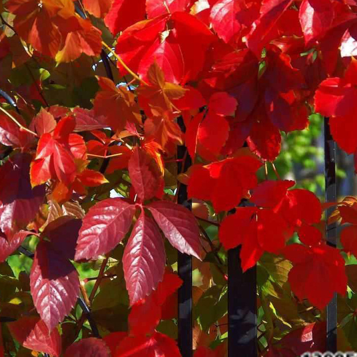 Wholesale climbing plant dijin five-leaf dijin creeper vine plant cold-resistant drought-resistant wall climbing master