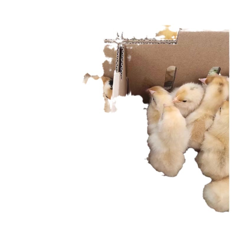 For Sale Live Chicken Chicks, Wannan Yellow Hens, Rural Free-Range Chickens, Free Support for Breeding Technology
