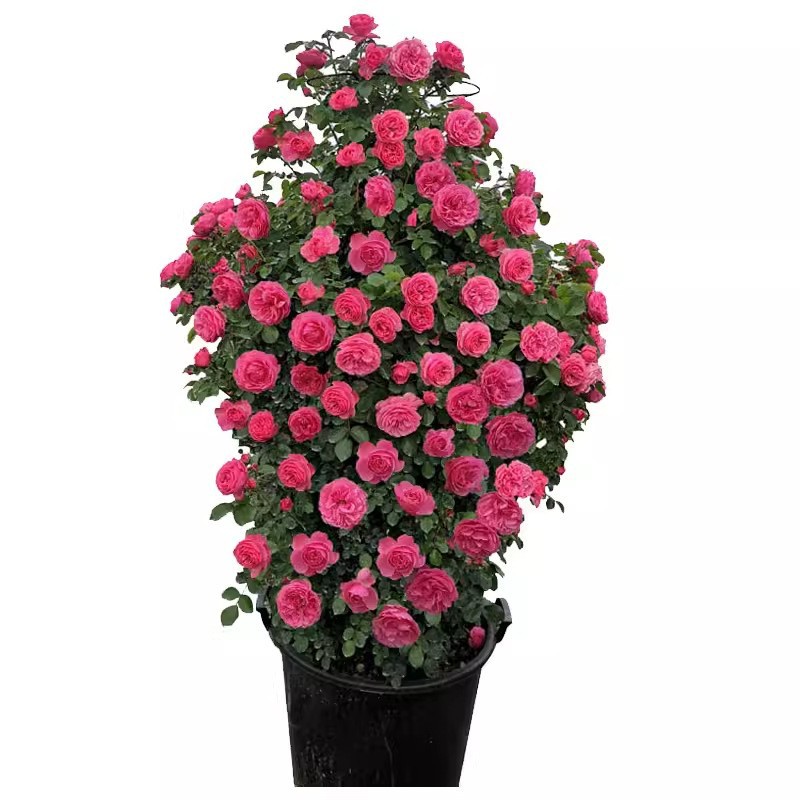 Climbing wall rose rose flower seed seed red thorn rose four seasons sowing flowering climbing plant flower courtyard flower seed