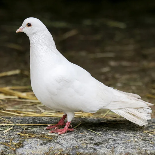 Молодые мясные голуби, голуби-утята, сланцевые серые голуби, маленькие голуби, живая пара голубей
