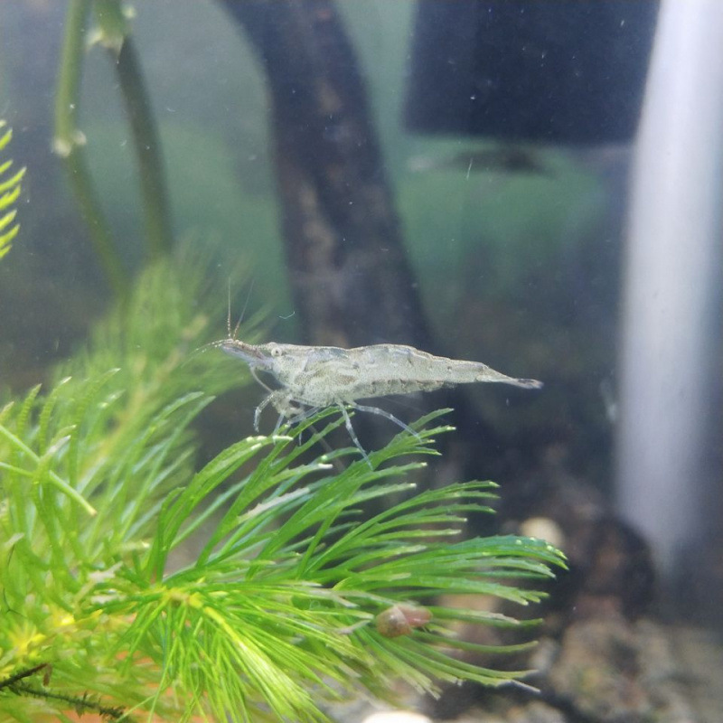 Black Shell Shrimp Algae Removal Cleaning Algae Removal Tool Ornamental Rice Shrimp Pet Fresh Feed Freshwater Aquarium Landscaping