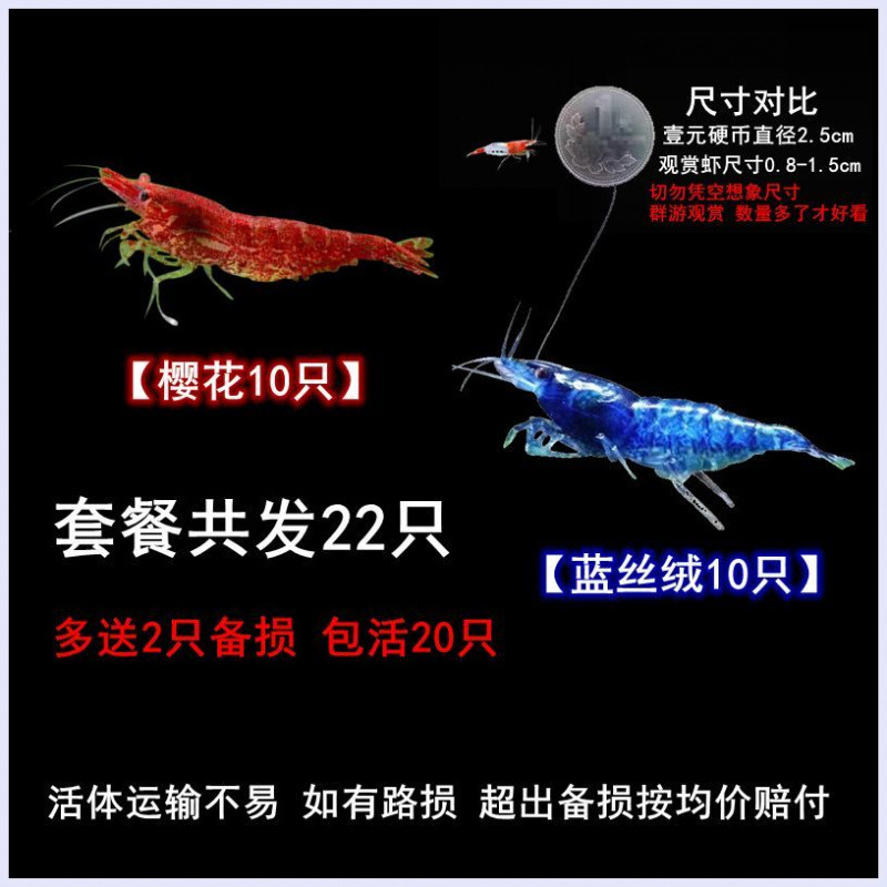 Large Ornamental Shrimp, Freshwater, Durable, Small Ornamental Fish Mixed with Shrimp, Algae Removal, Black Shell Shrimp, Novice Ornamental Shrimp Manufacturer