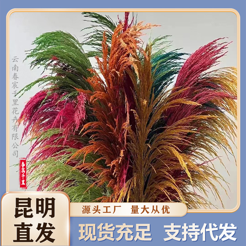 Юннаньский завод прямые волосы тростник железный тростник большой тростник вечный цветок оптовая свадебная ландшафтная декорация украшения основные