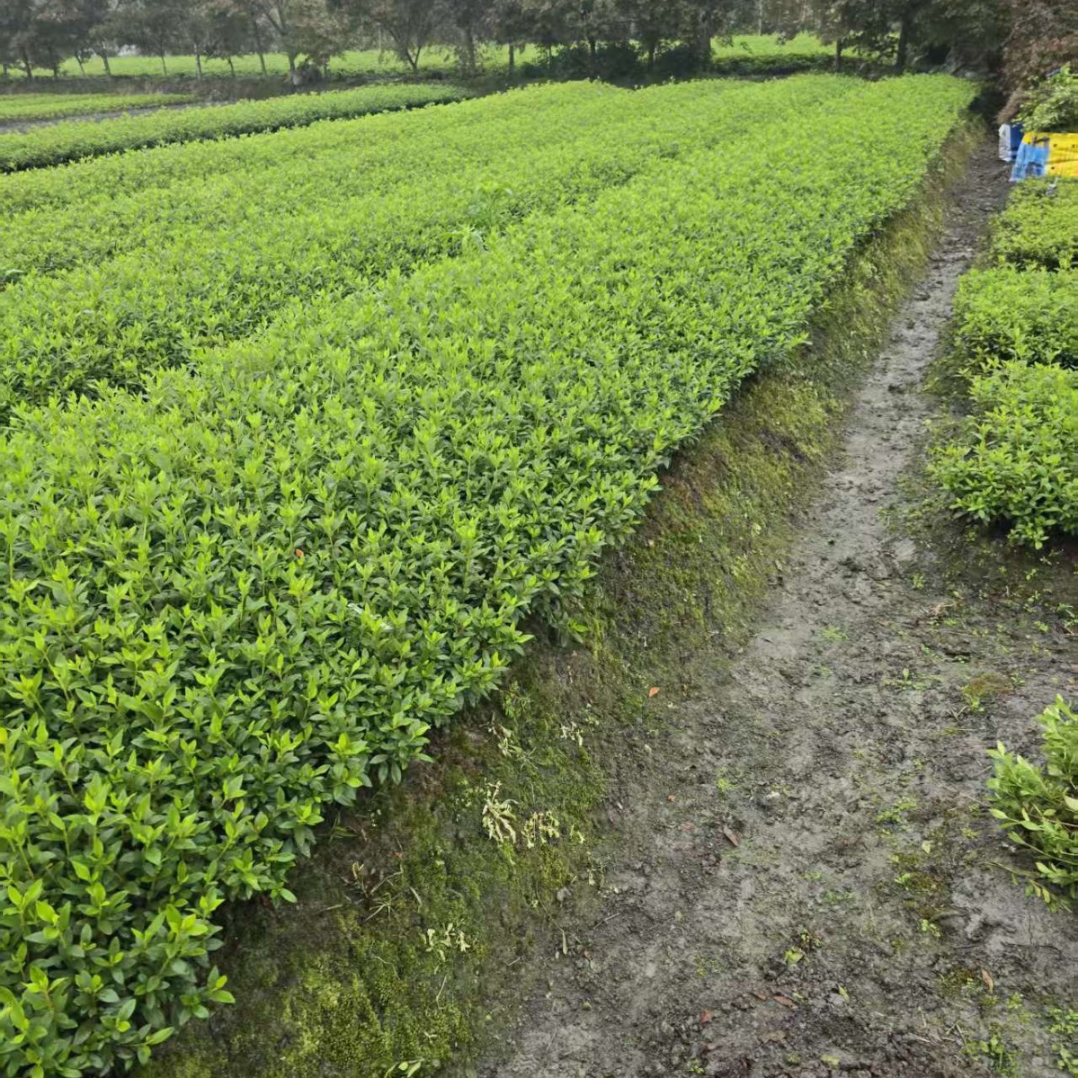 Весенний кукушка, летний кукушка, западный кукушка, прямая поставка почвопокровных растений, различные растения для озеленения