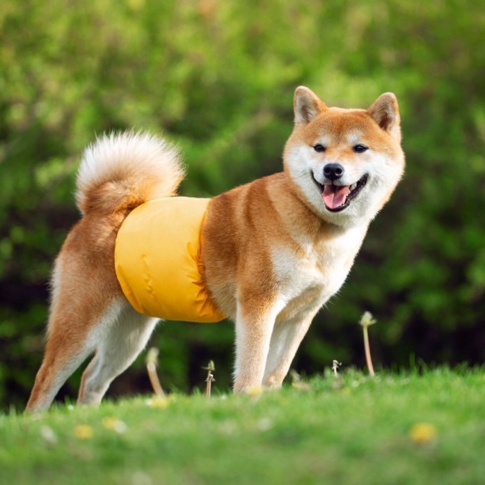 New Pet Dog Physiological Belt Female Dog Male Dog Absorbent Diaper Dog Summer Air-Conditioned Room Bellyband Diaper