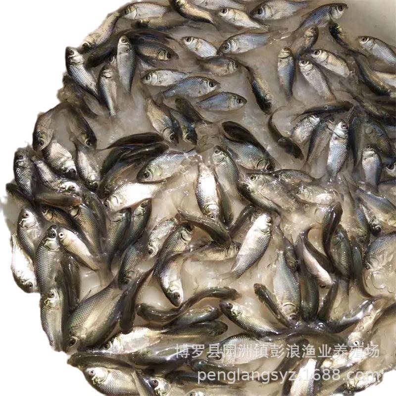 [Seedling Farm Direct Supply] Crucian Carp Fry Northeastern Crucian Carp Xiangyun Crucian Carp Fry Project Crucian Carp Fry Crucian Carp Water Flower