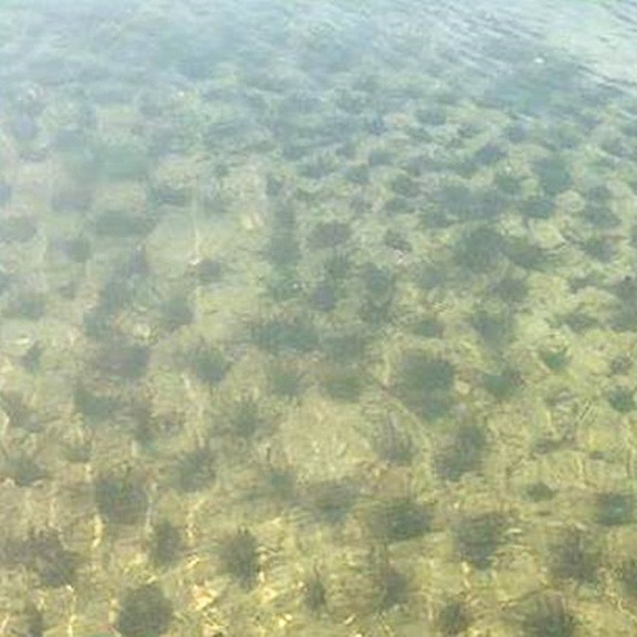 Dwarf Evergreen Bitter Grass Seedlings, Aquatic Plants, Submerged Bitter Grass Seedlings, Underwater Forest Water Purification Flower Seedlings, Evergreen All Year Round