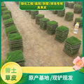 Shenzhen Taiwan Lawn Base Directly Supplies Turf Wholesale with Various Varieties, Cold-Resistant and Trampling-Resistant, Shipped with Soil