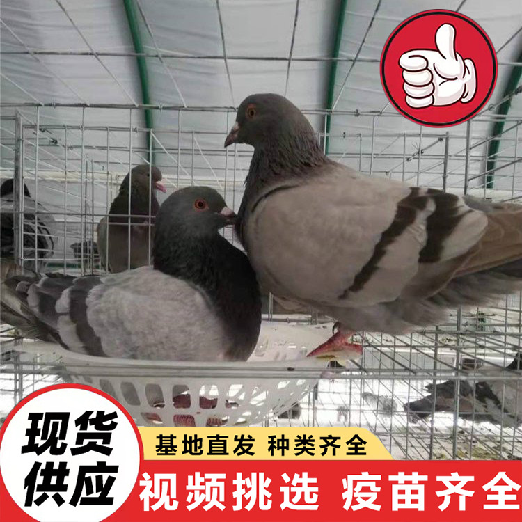 Live Pigeon Prices, Farm-Raised Free-Range Pigeons for Sale, White-Feathered King Square Pigeons in Pairs