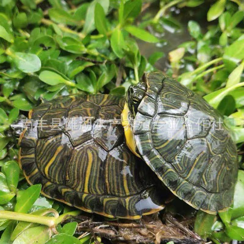 Waitang tortoise wholesale rich turtle stall small tortoise adorable tortoise red ear tortoise