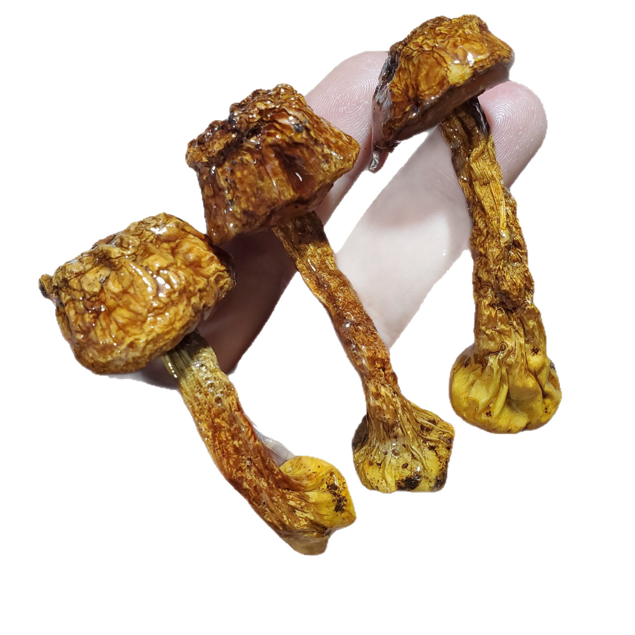 Glue Red Mushroom Earrings Small Mushroom Hair Accessories Real Flowers Dried Flowers Semi-Finished Handmade Resin DIY Decoration Materials