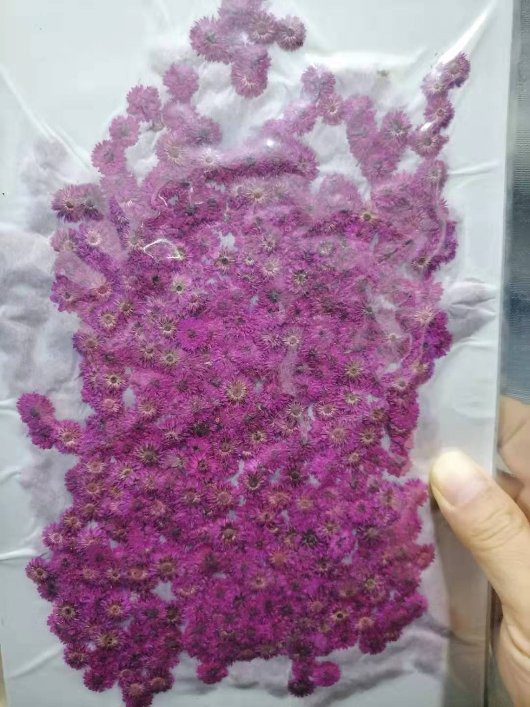 Small Fragrant Green Baffle Aromatherapy Candle Nail Art Dried Flowers Real Flowers Face Beauty Makeup Embossing diy Baffle Painting Greeting Card Flower Material