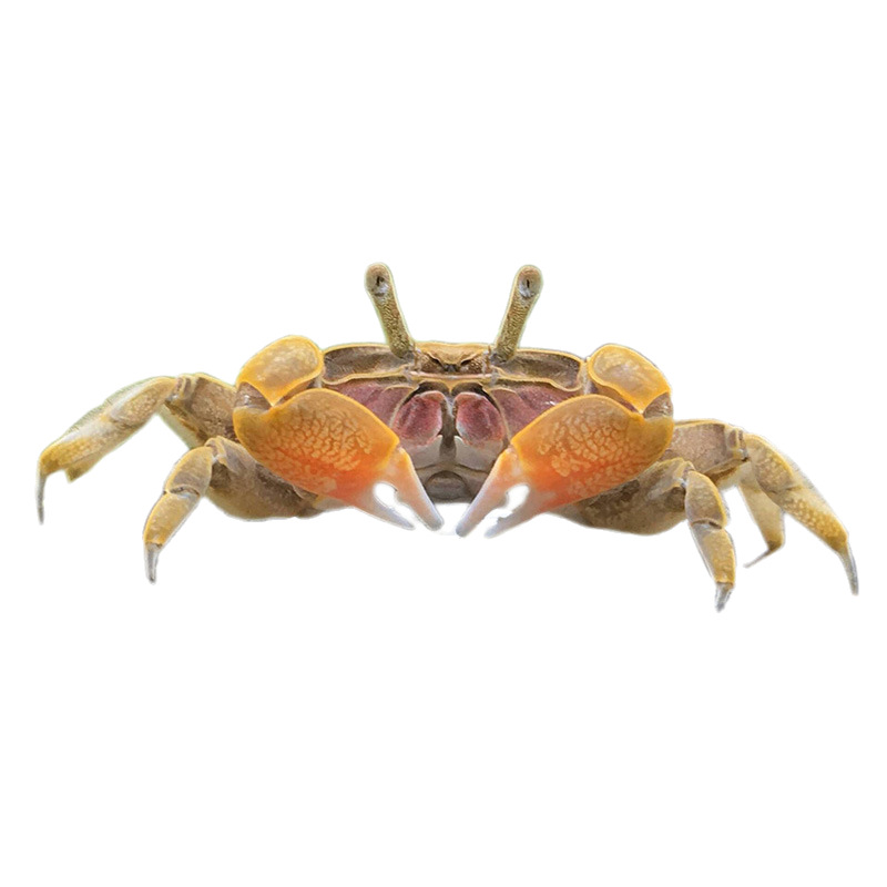Mini chili crab ornamental fish ornamental crab grass tank crab freshwater crab can be mixed with fish and shrimp benthic crab to eat bath