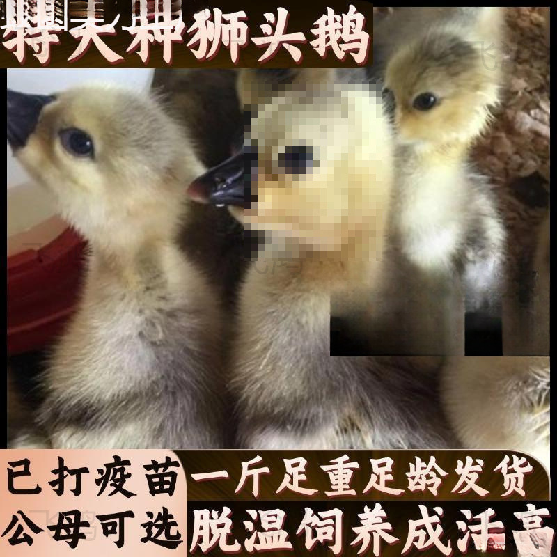 Authentic Lion Head Goose Live Chickens 0.5kg Extra Large Lion Head Goose Small Goose Purebred Large Goose Half a Pound