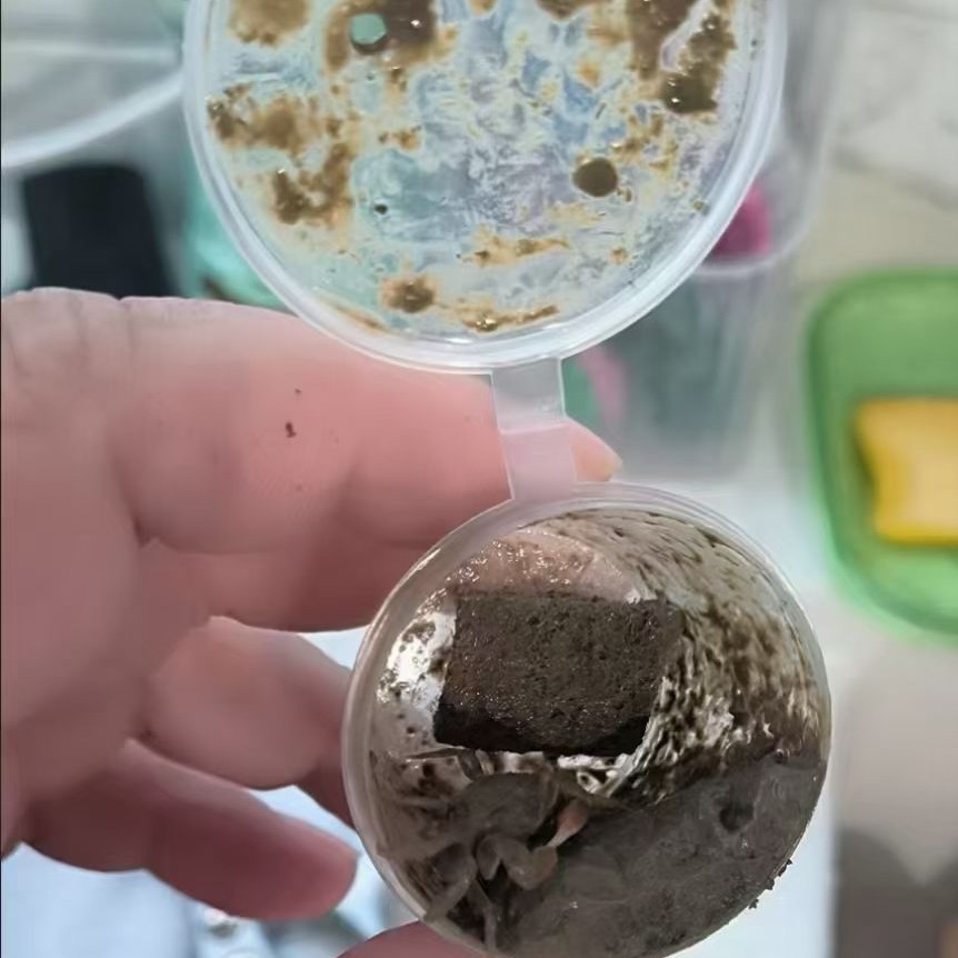 Chili Crab, Bean Crab, Wholesale Mud Box Delivery, Aquarium Stationery Store Stall Special Dropshipping