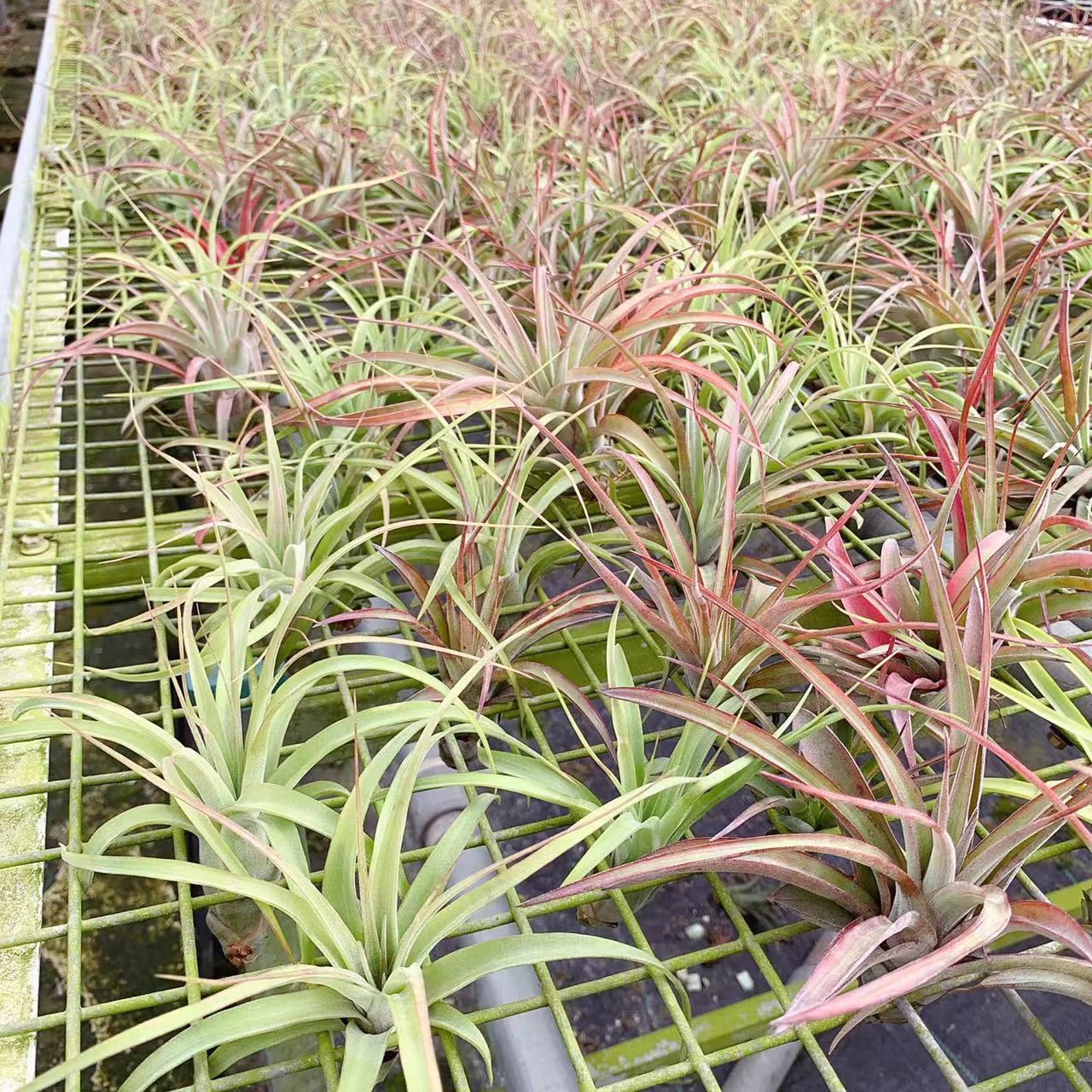 Base Straight Hair Air Pineapple Tropical Rainforest Eric Knoblock