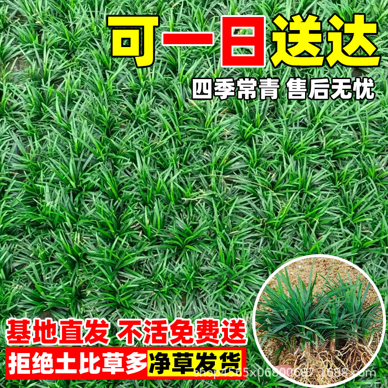 Japanese Dwarf Ophiopogon Japonicus Grass, Garden Lawn Greening Ground Cover Plant, Fine-Leaf Golden-Edged Cold-Resistant Wheat Grass Seedlings