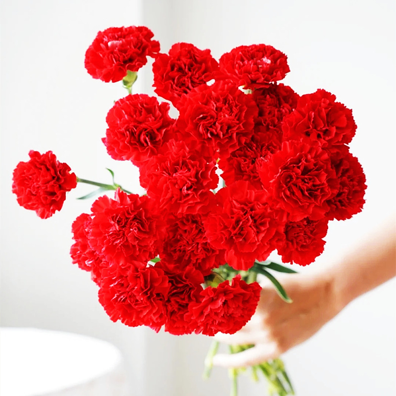 Carnation Flower Wholesale Yunnan Flower Base Direct Batch Mother's Day Flower Stall Flower Stall Community Group Purchase
